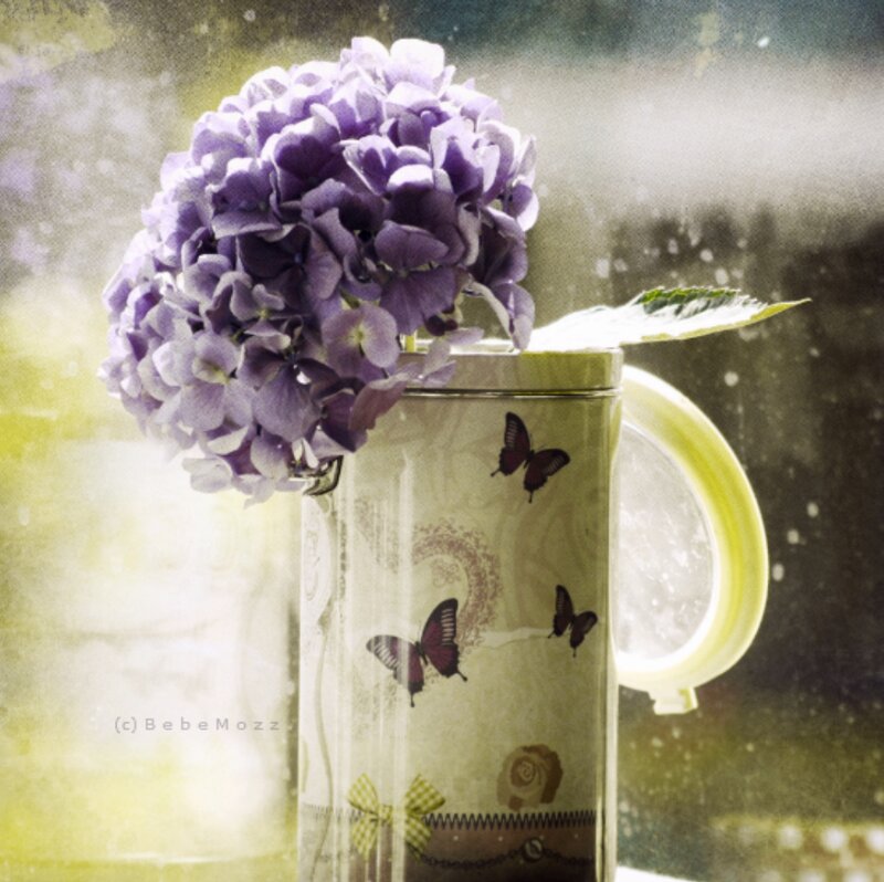 Purple Hydrangea in Pitcher