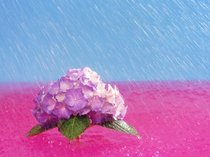 purple hydrangea in rain