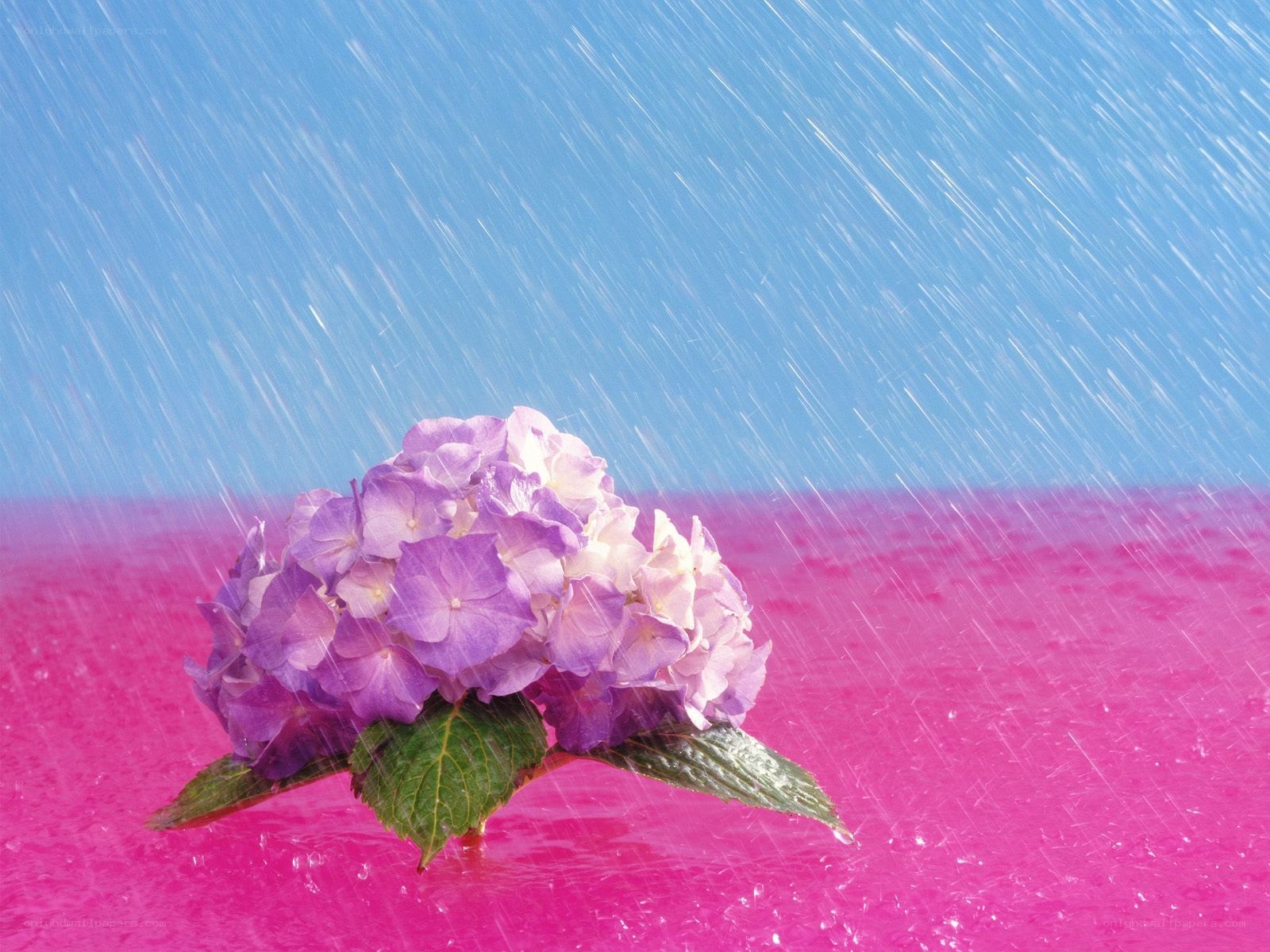 purple hydrangea in rain