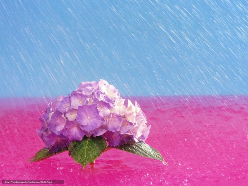 purple hydrangea in rain