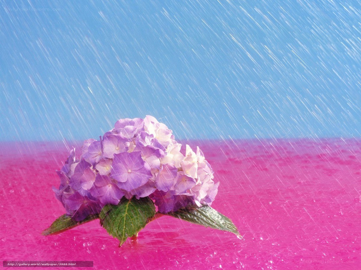 purple hydrangea in rain