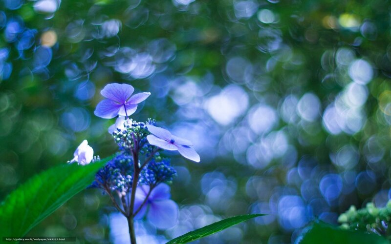 Purple hydrangea in soft focus
