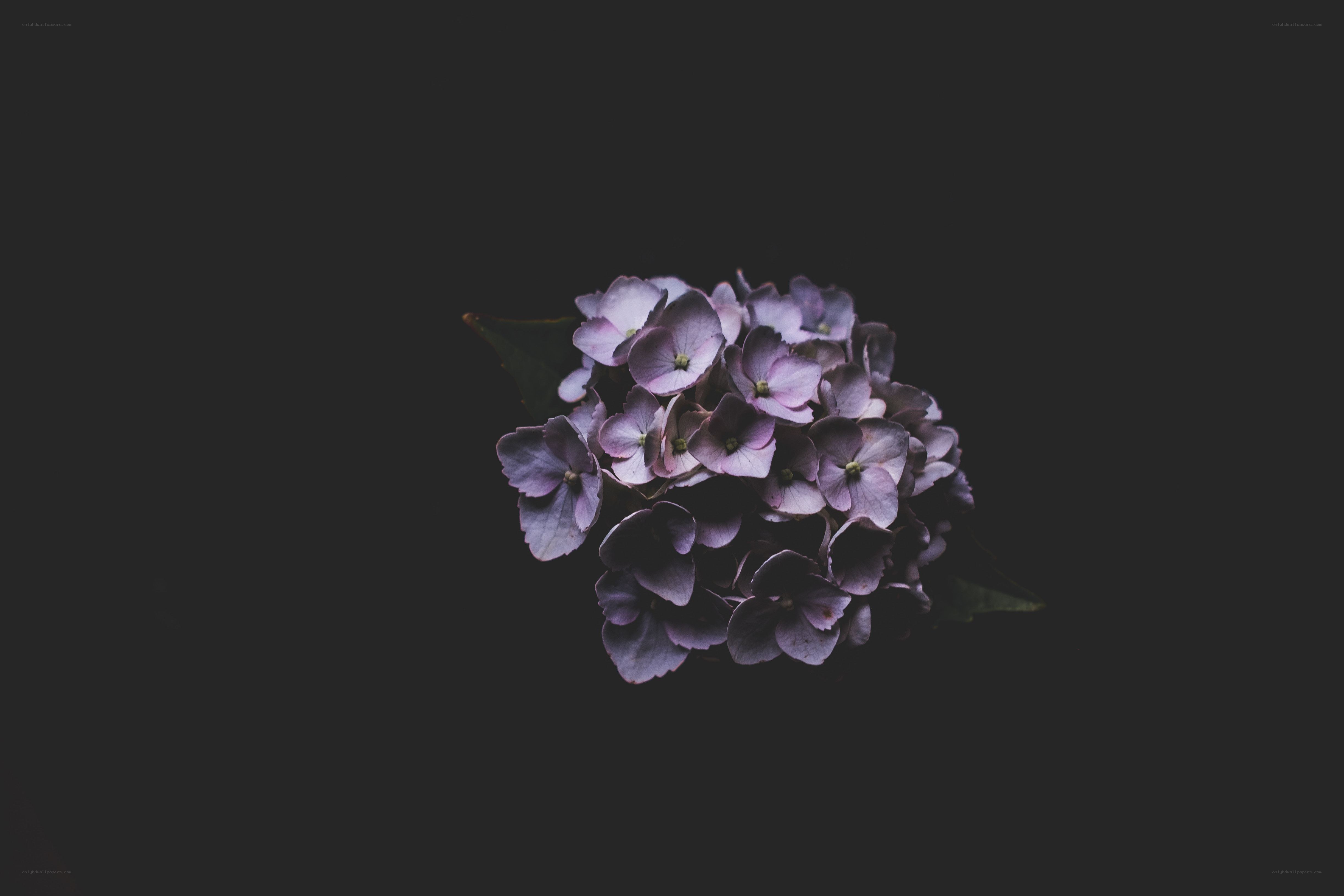 purple hydrangea on black
