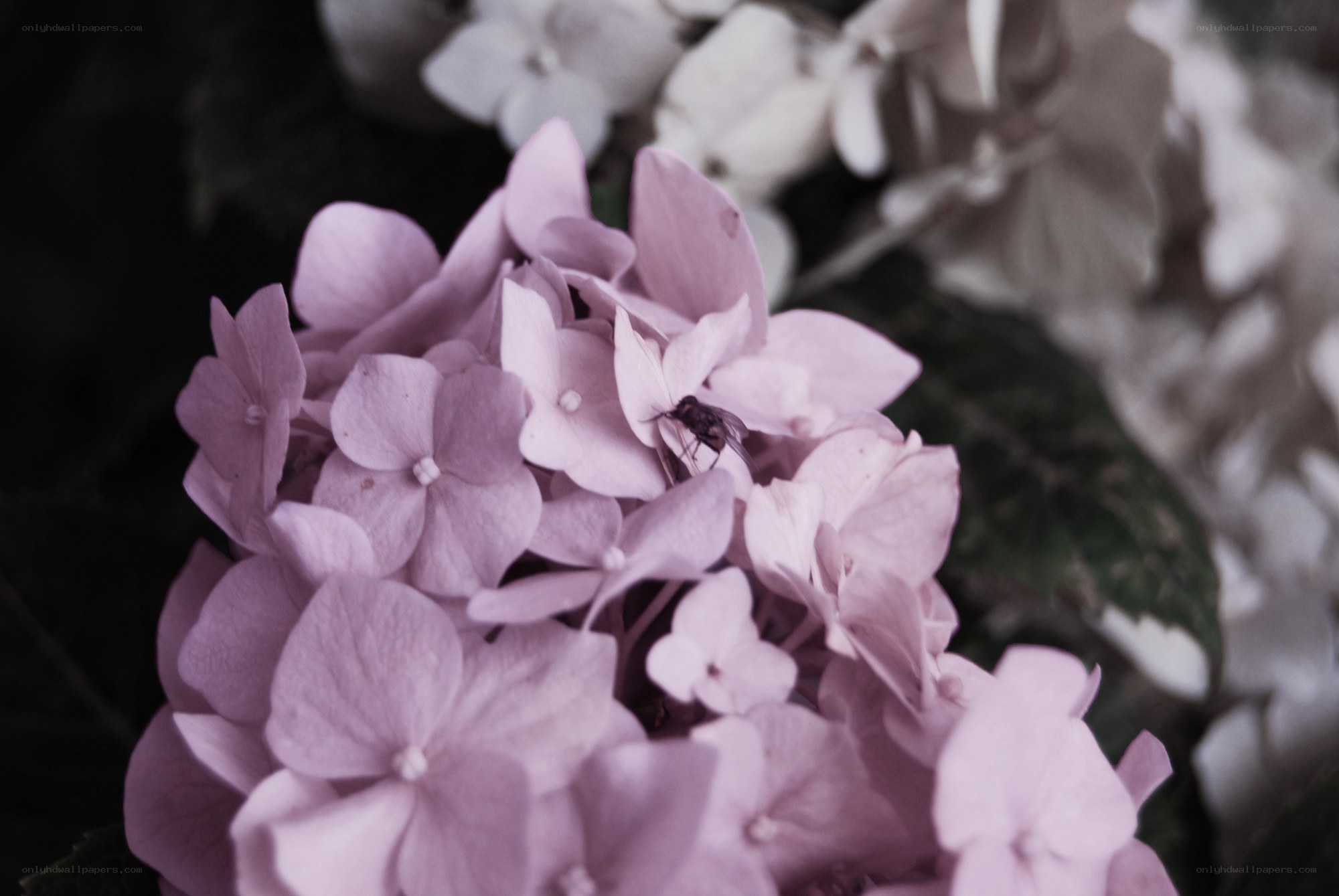 purple hydrangea with fly