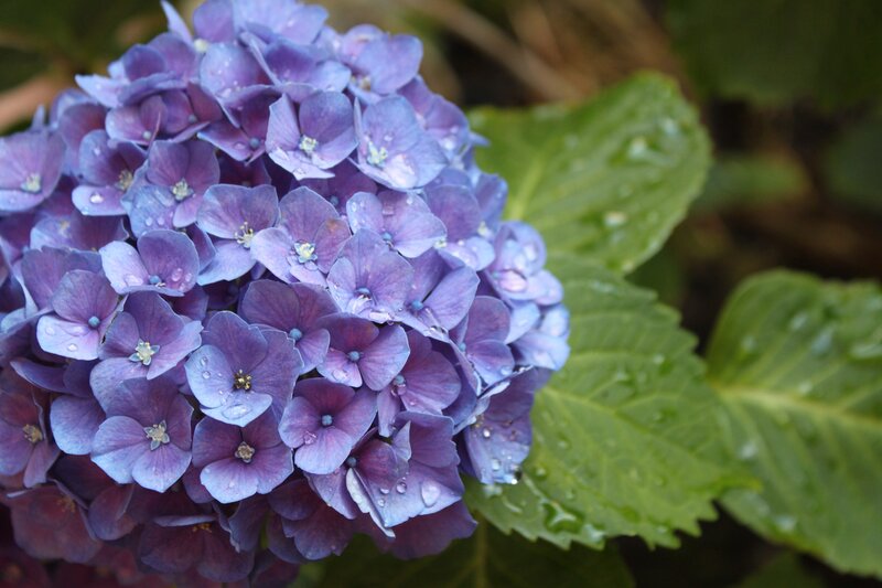purple hydrangea with raindrops