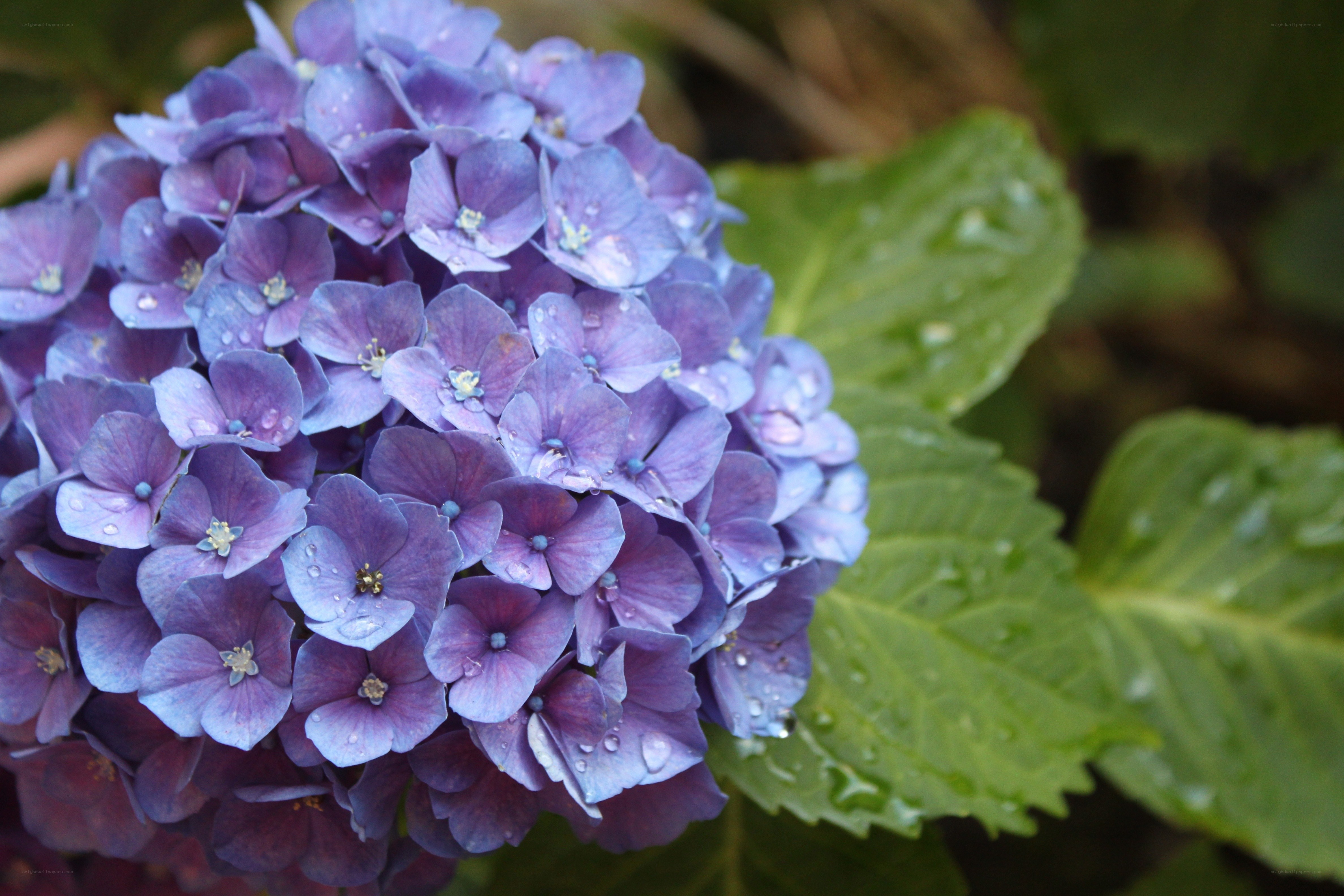 purple hydrangea with raindrops