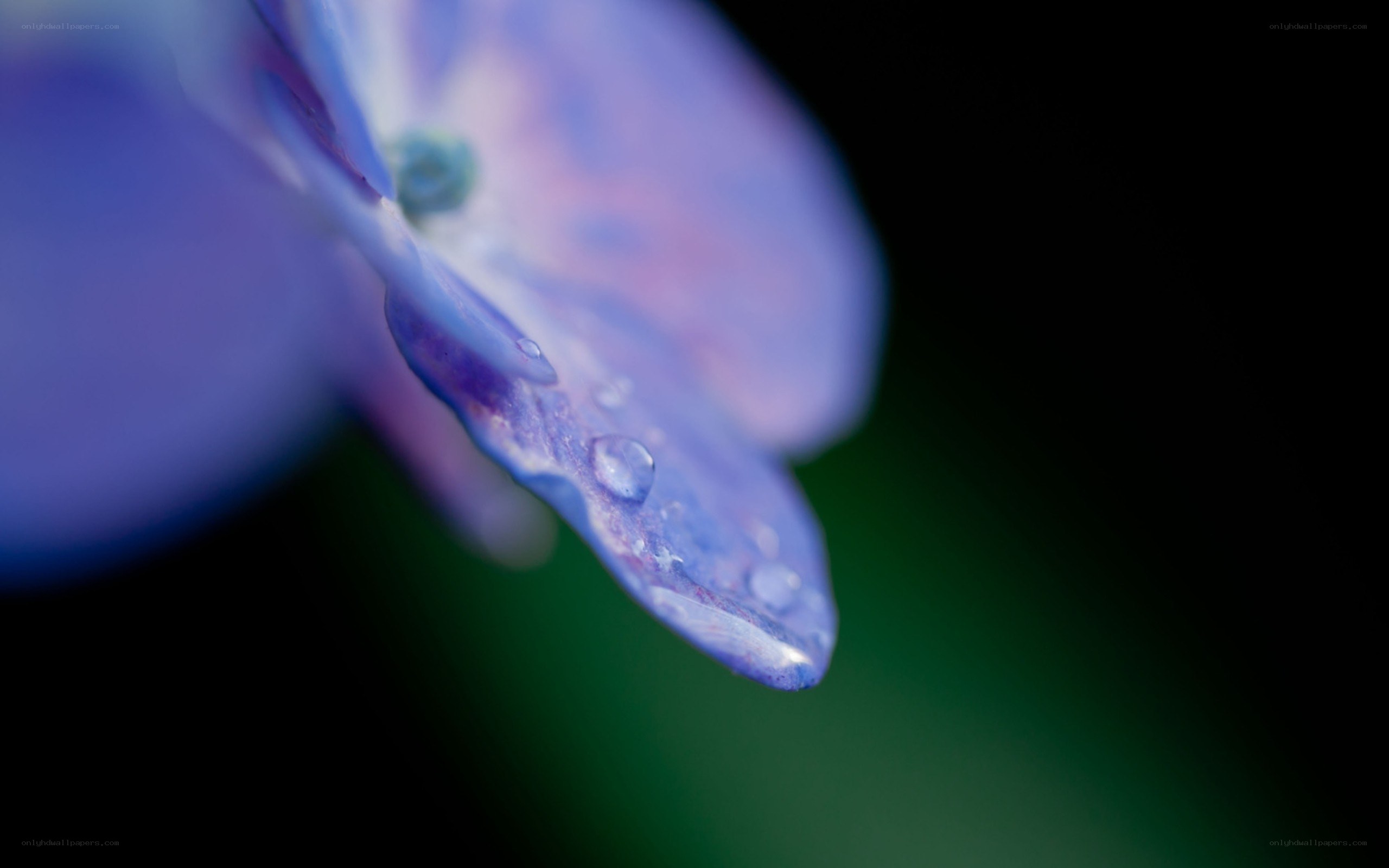 Purple hydrangea with water droplets