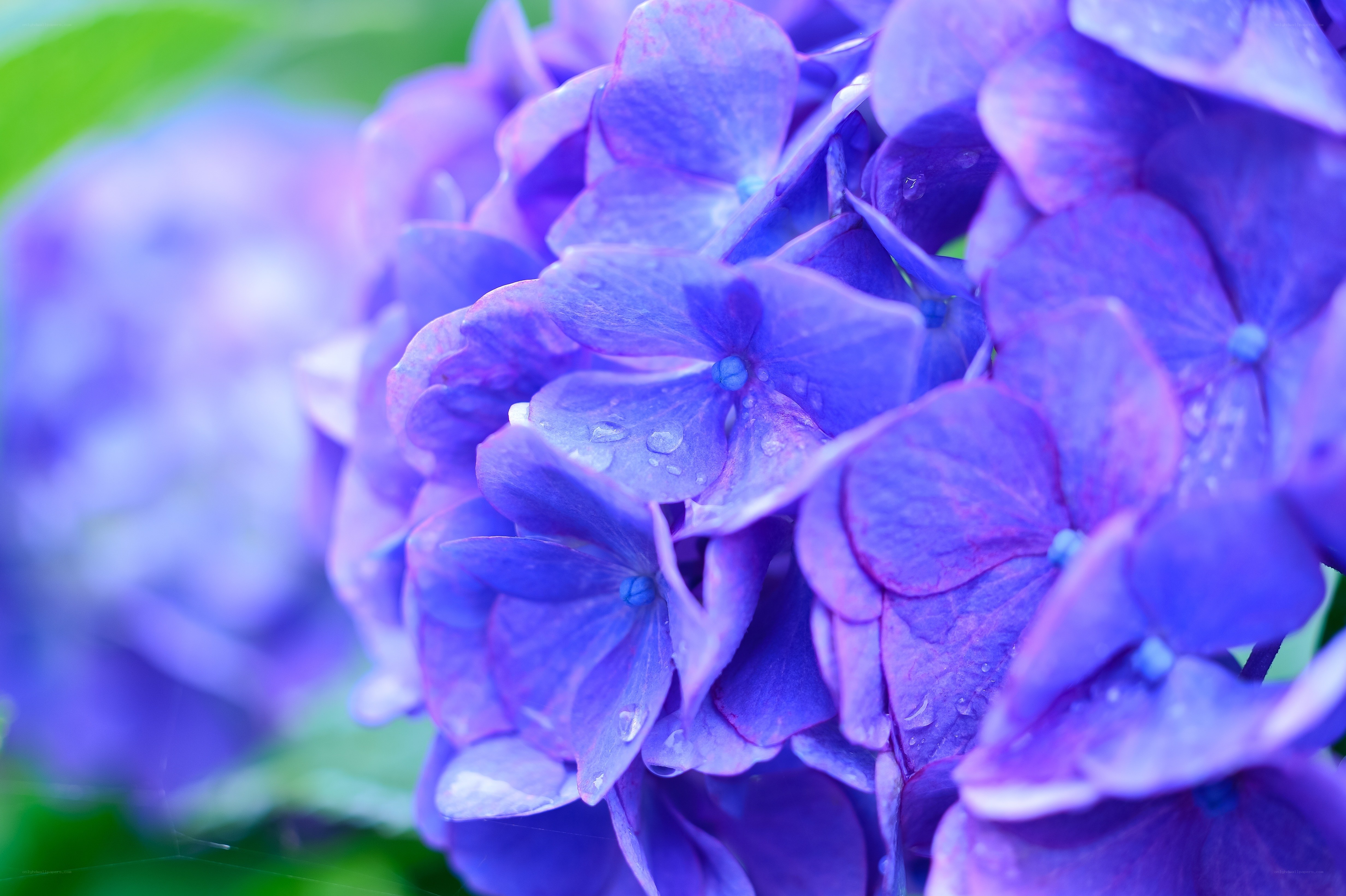 Purple hydrangea with water droplets