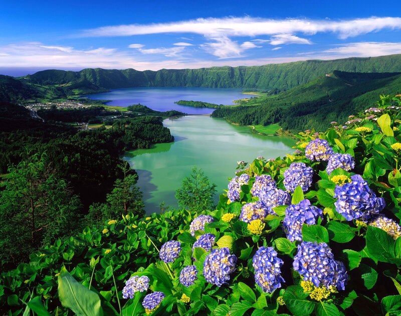 Purple Hydrangeas by Lake