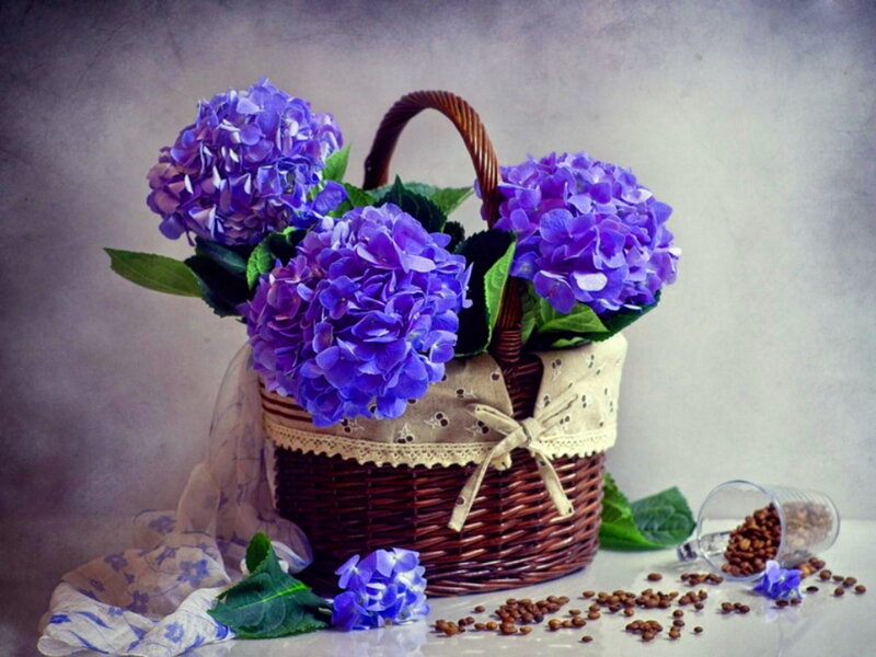Purple Hydrangeas in Basket