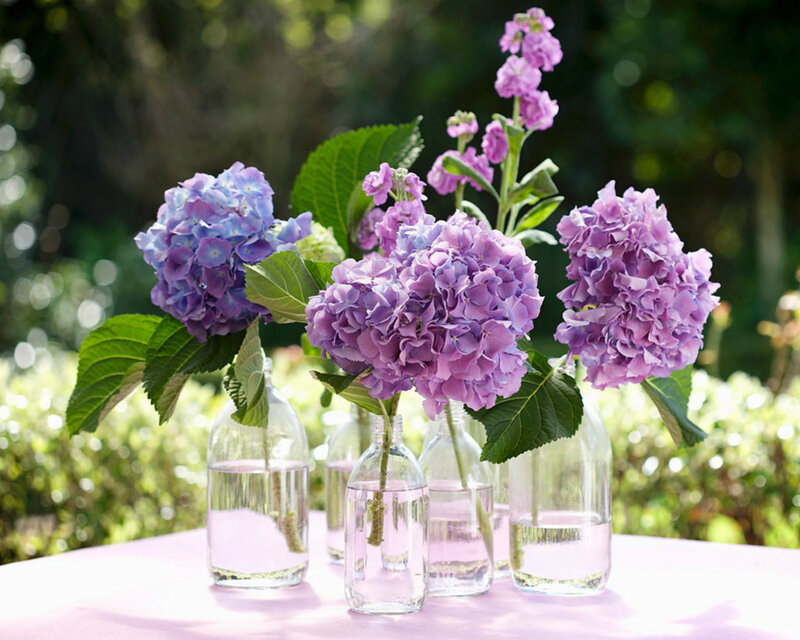 Purple Hydrangeas in Bottles
