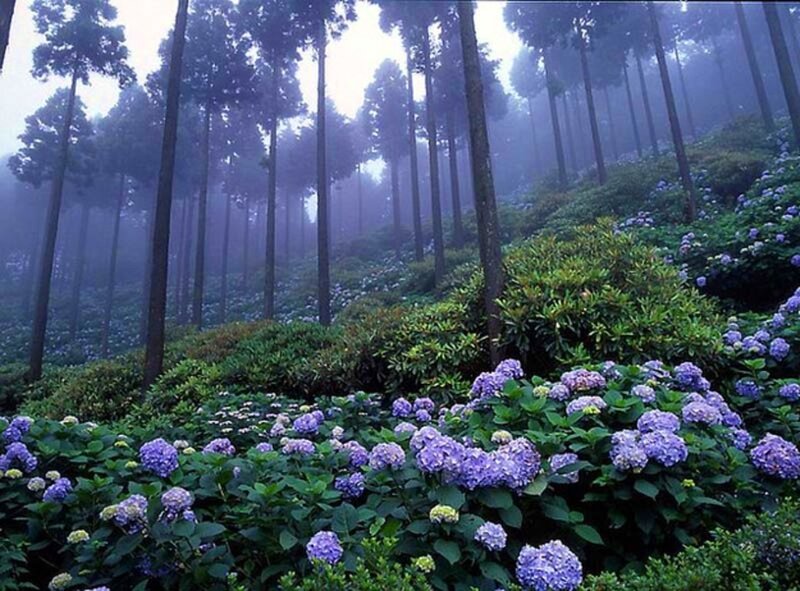 Purple Hydrangeas in Forest