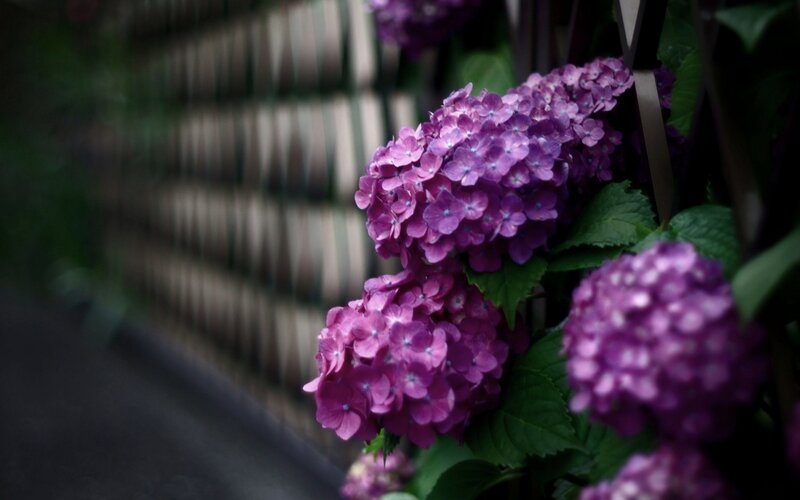 purple hydrangeas in garden