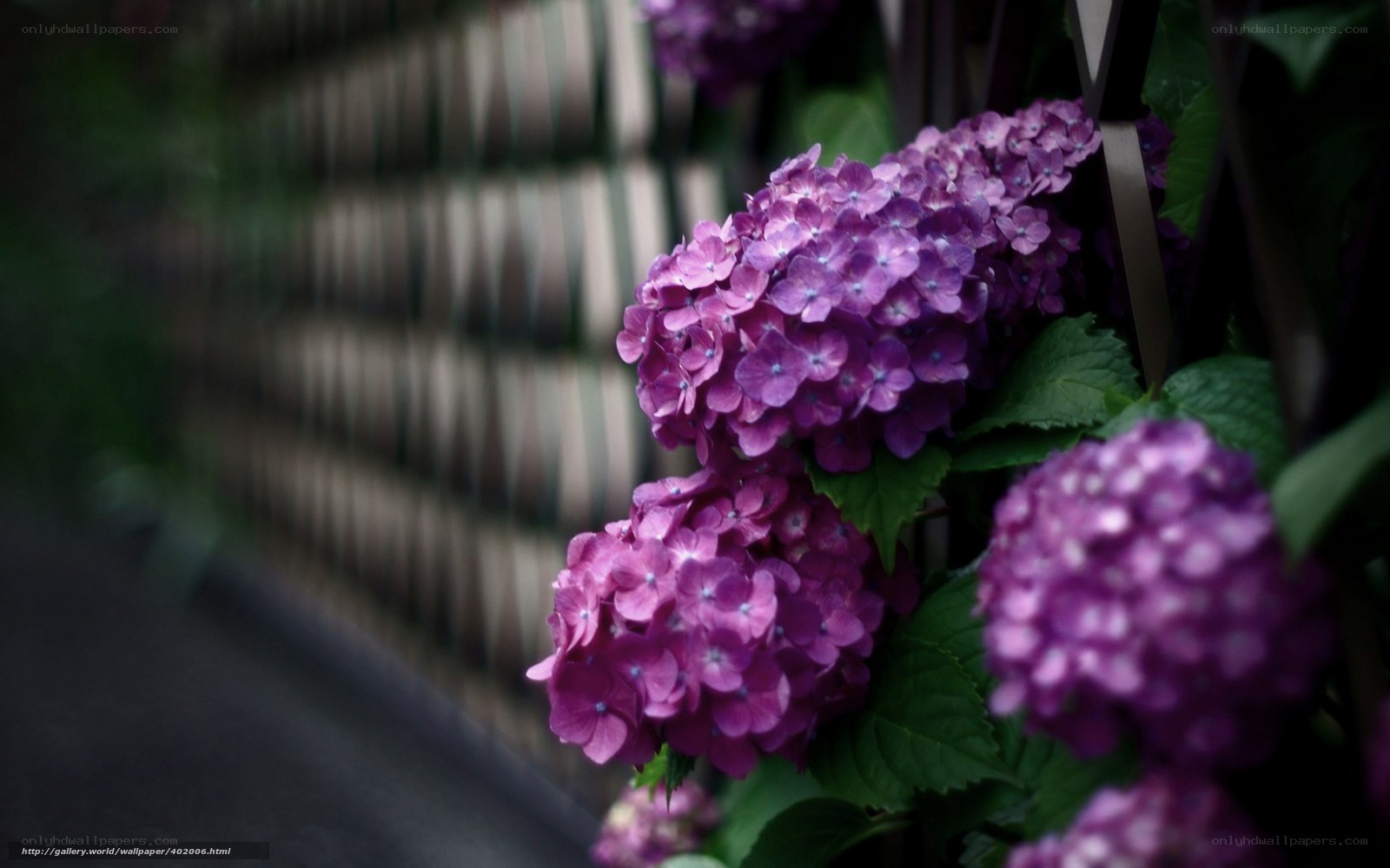 Purple hydrangeas in garden