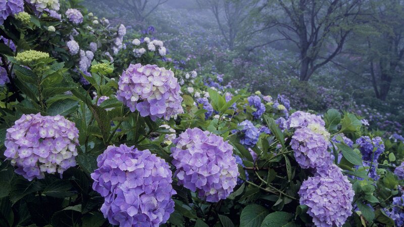 purple hydrangeas in misty garden