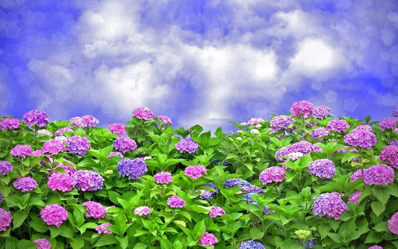 purple hydrangeas under blue sky