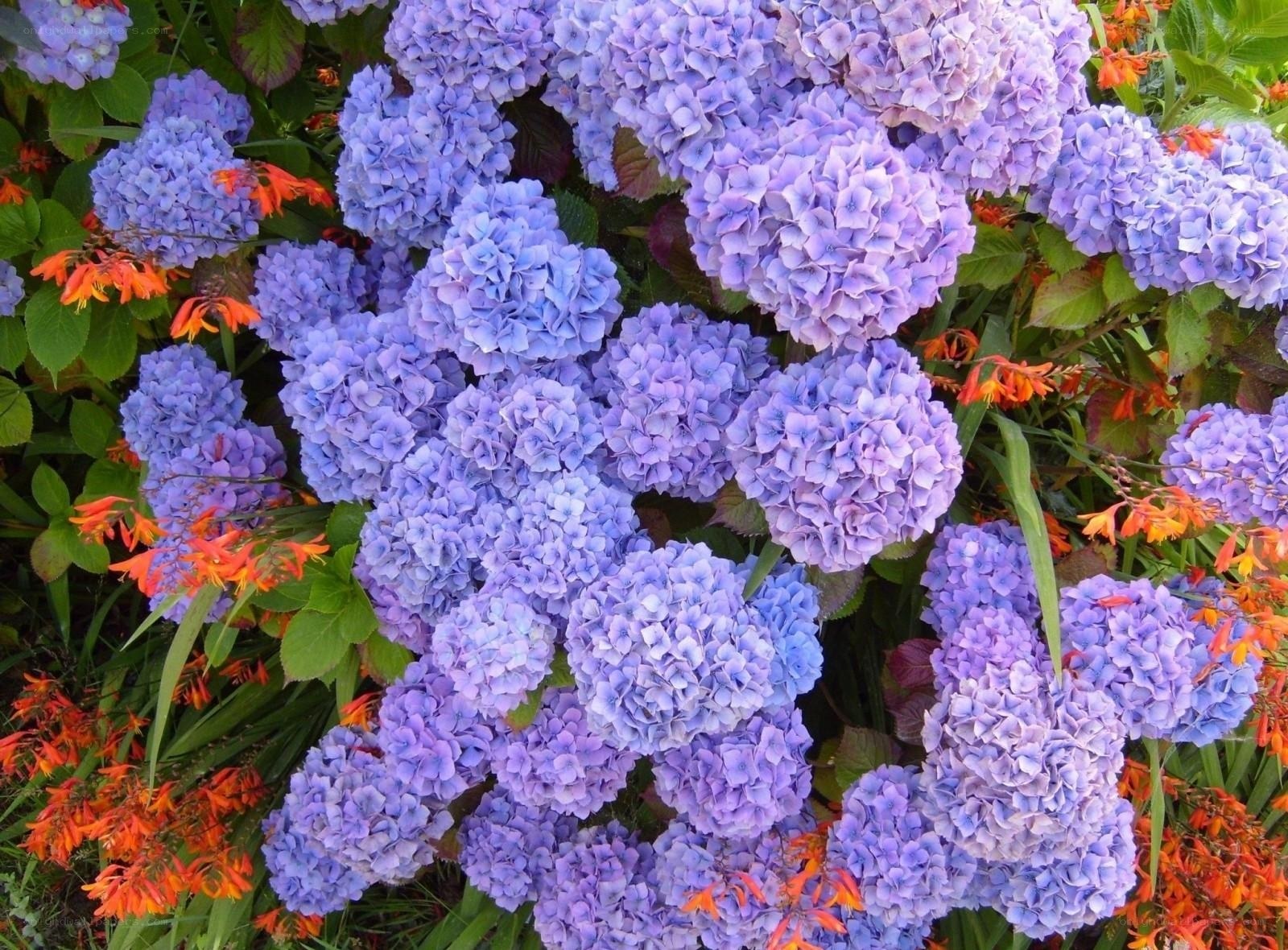 Purple hydrangeas with orange flowers