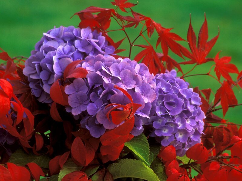 Purple hydrangeas with red leaves