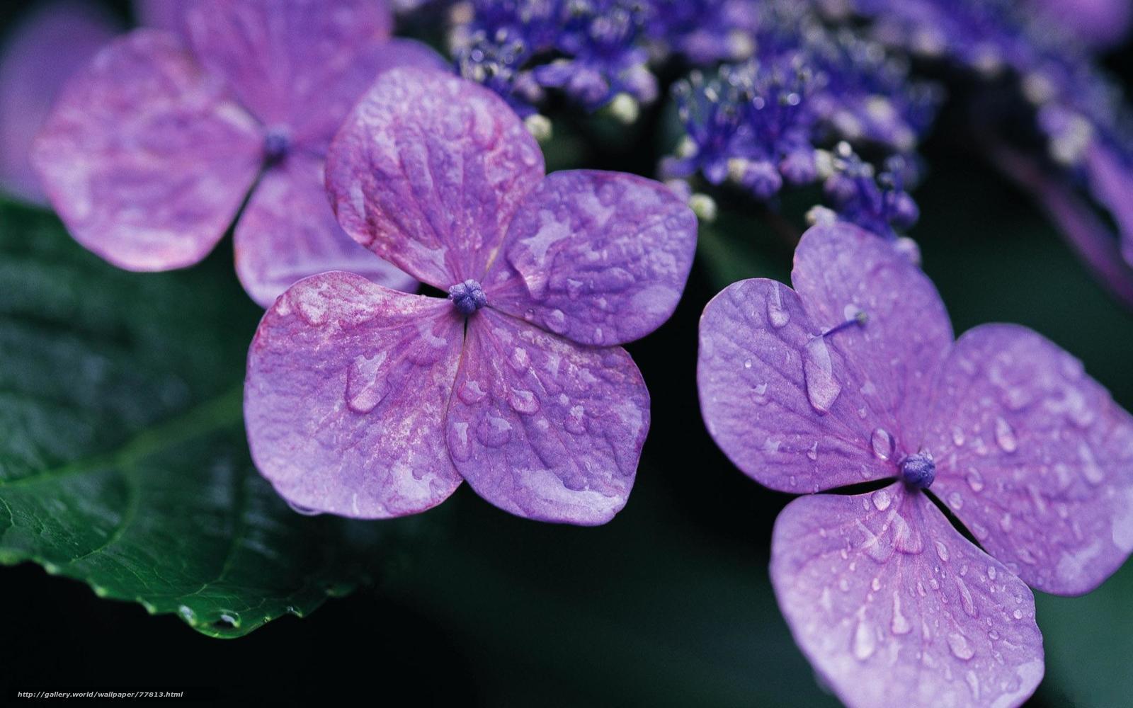 Purple hydrangeas with water droplets