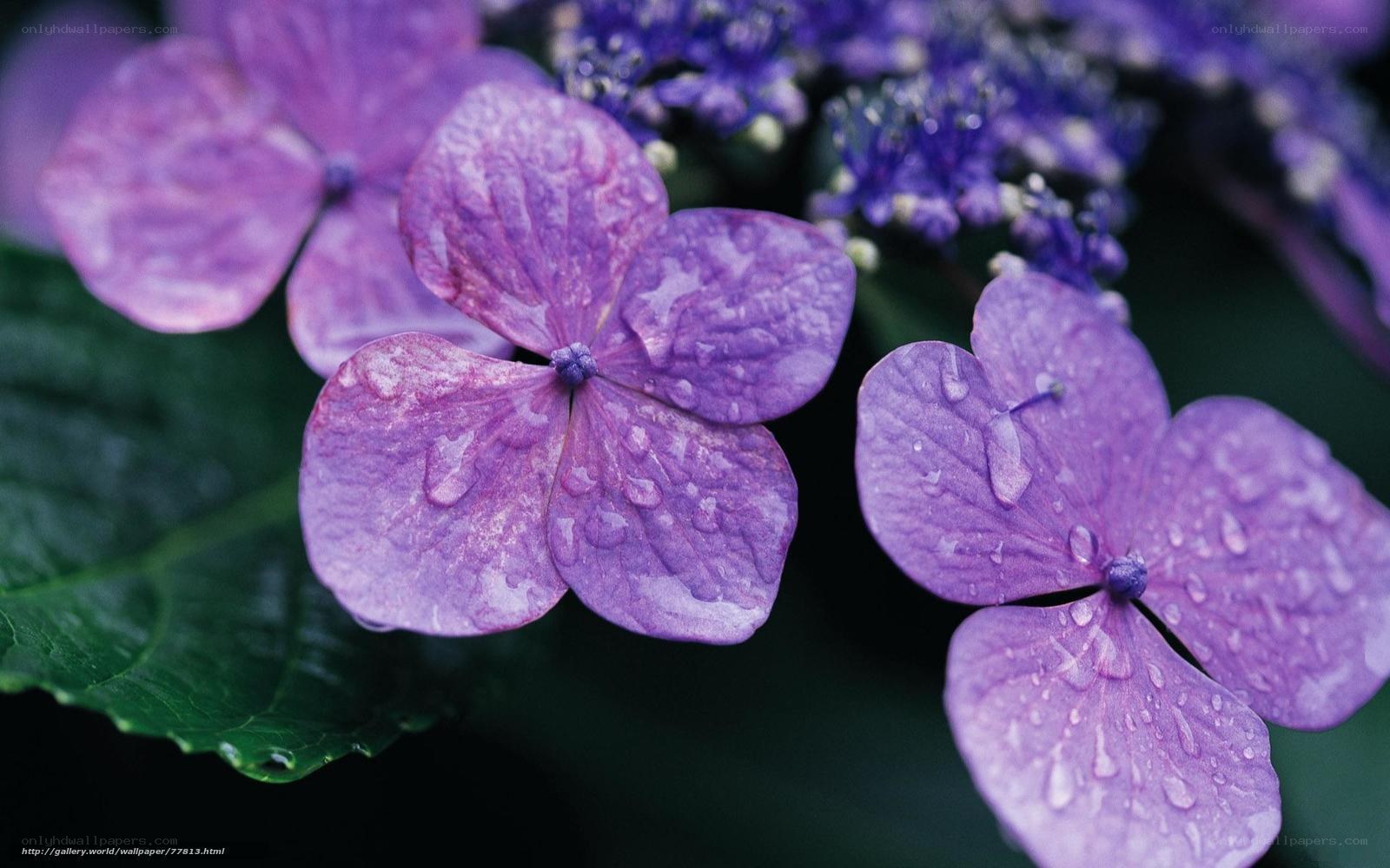 Purple hydrangeas with water droplets