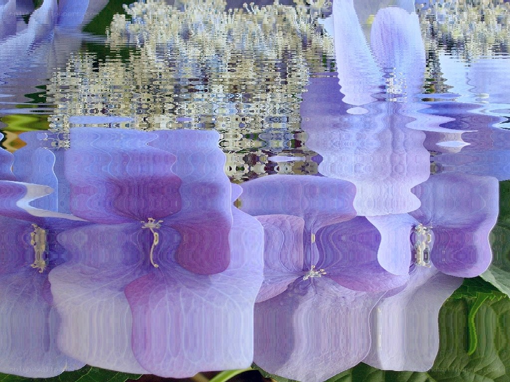 Purple hydrangeas with water reflection