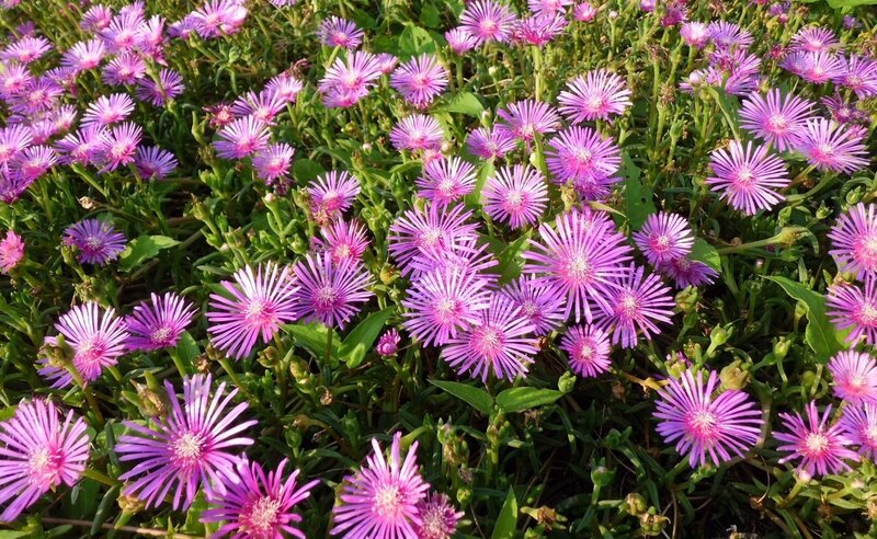 Purple Ice Plant Flowers — Serene