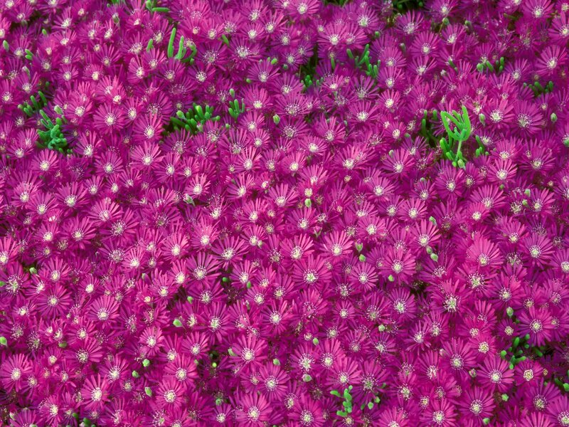 Purple Ice Plant Flowers