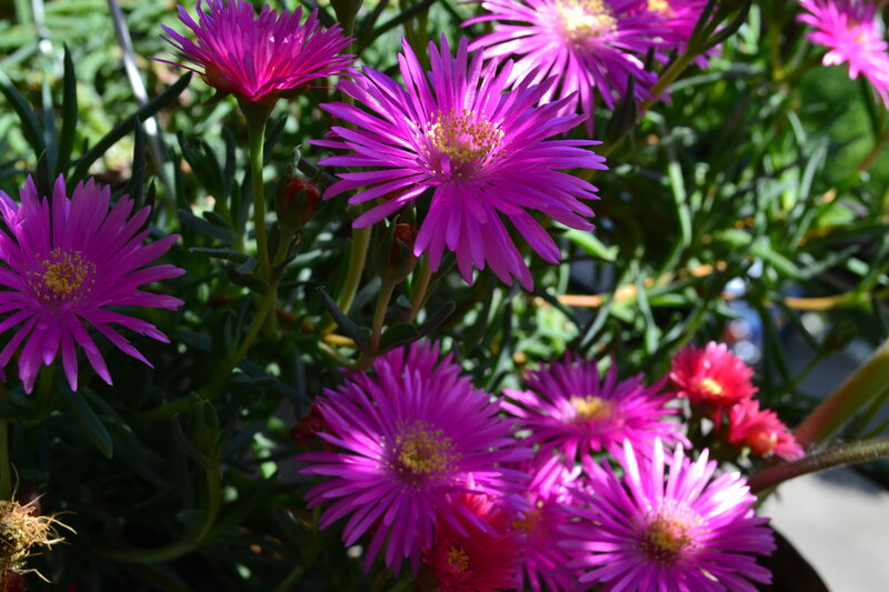 Purple Ice Plant Flowers — Vibrant, Afternoon