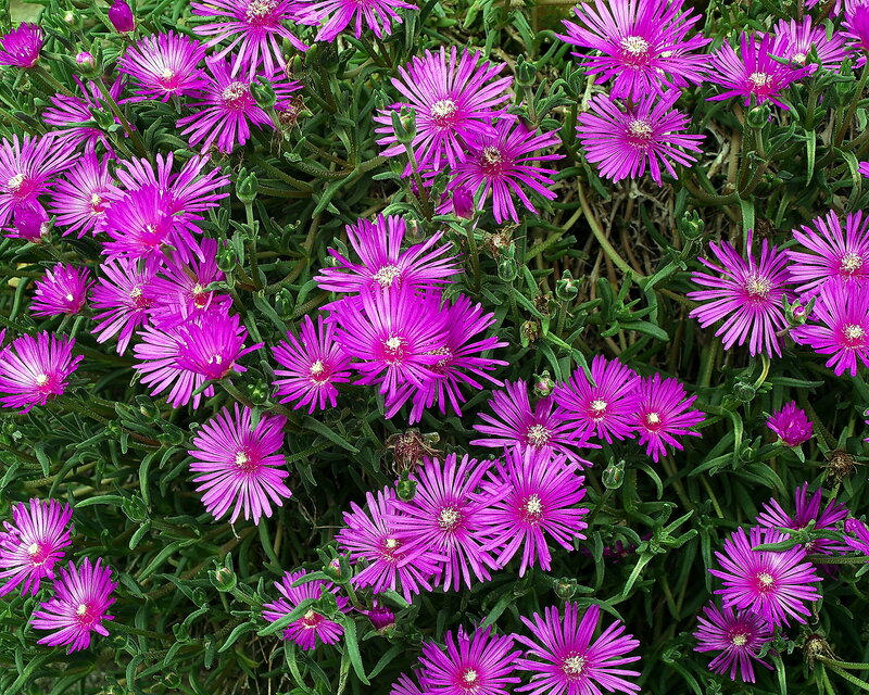 Purple Ice Plant Flowers — Vibrant