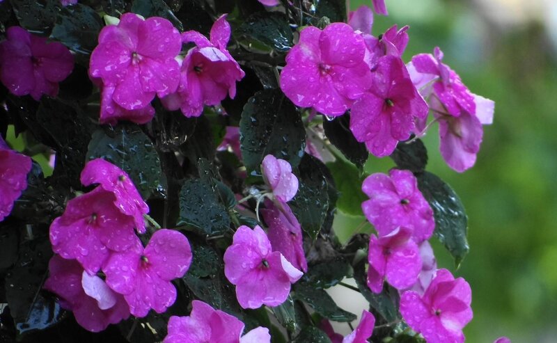 Purple Impatiens Flowers — Calm