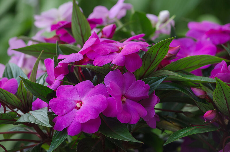 Purple Impatiens Flowers — Vibrant