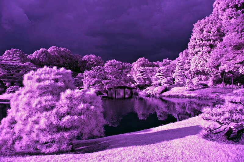 Purple Infrared Garden