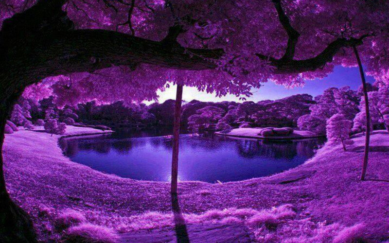 Purple Infrared Landscape — Serene