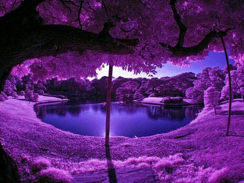 Purple Infrared Landscape