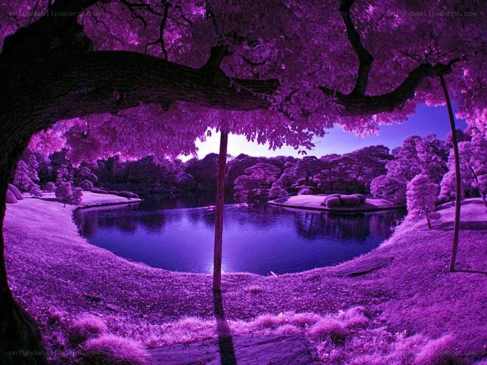 Purple infrared park scene