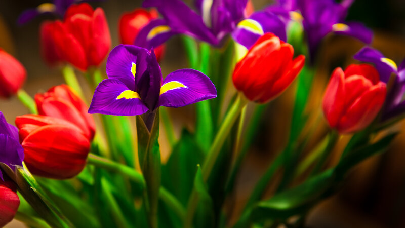 Purple iris and red tulips
