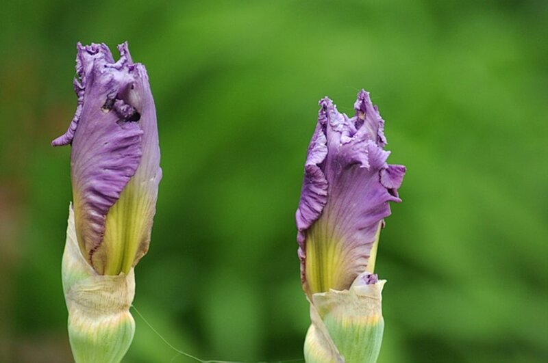 Purple iris buds in garden