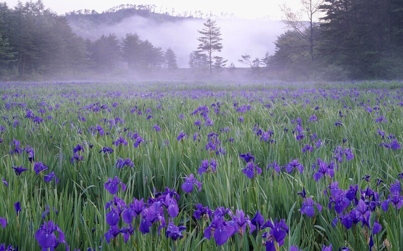 Purple iris field in mist