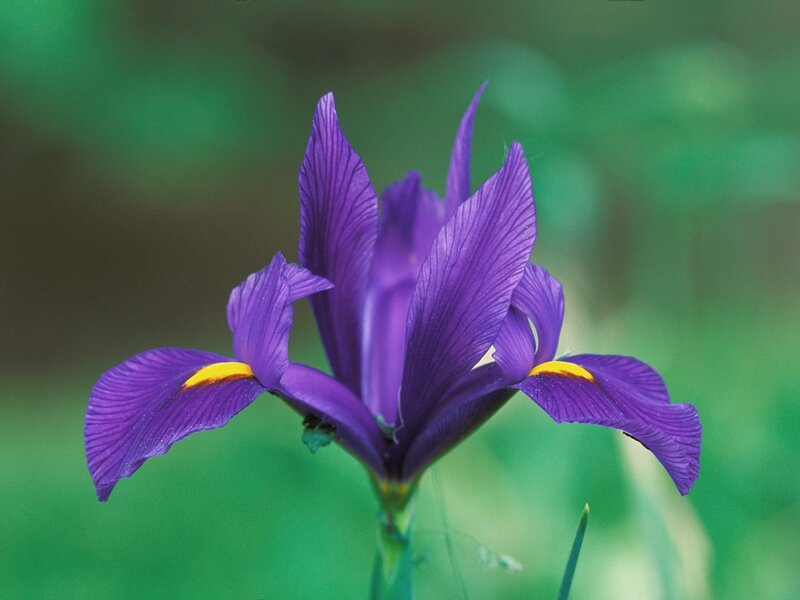 purple iris flower