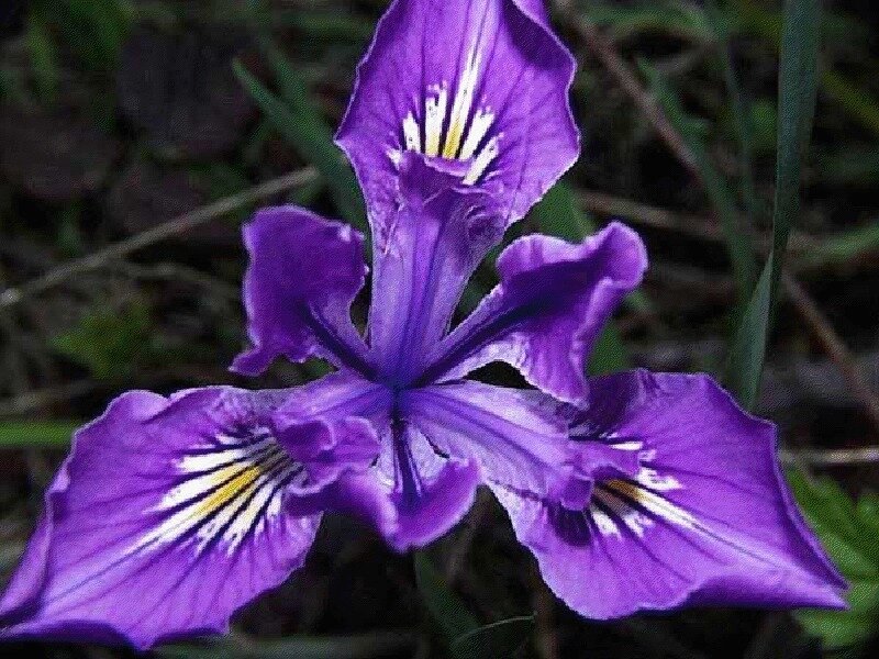 purple iris flower