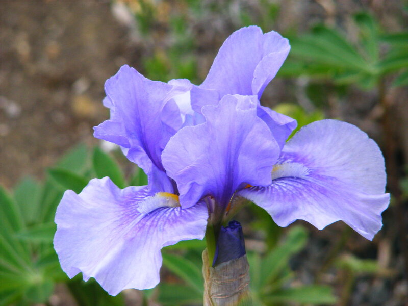 purple iris flower