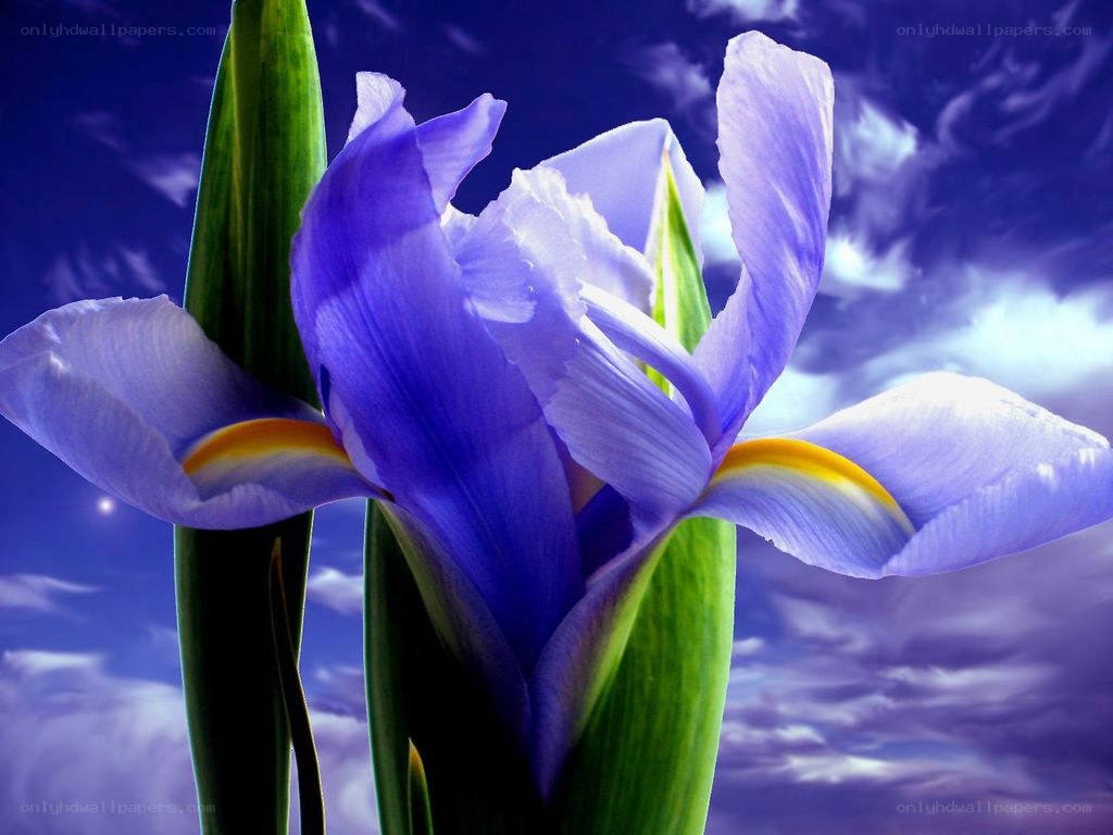 Purple iris flower against sky