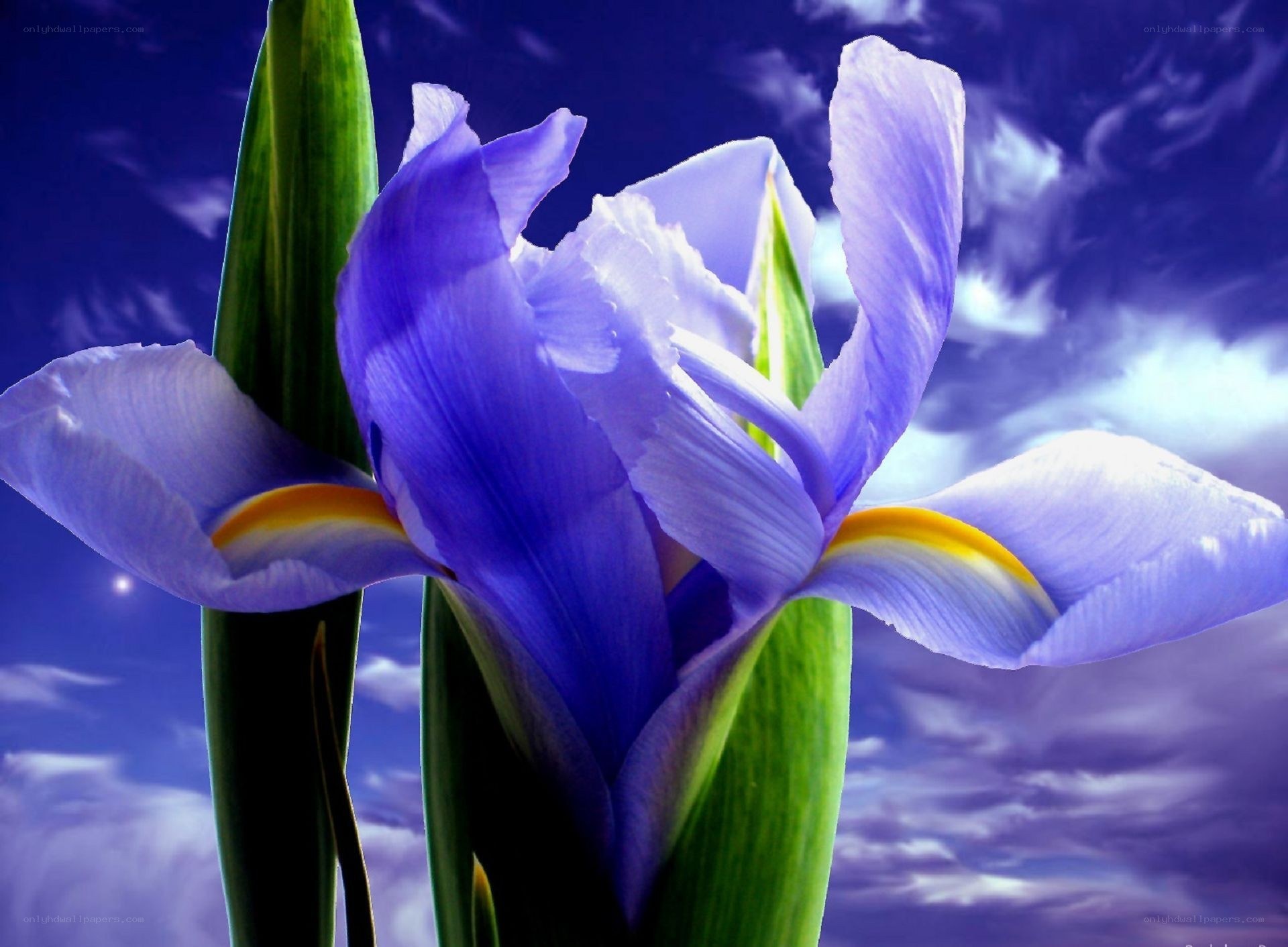 purple iris flower against sky