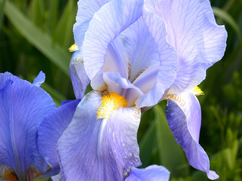 Purple Iris Flower — Blue, Calm, Afternoon, Photograph