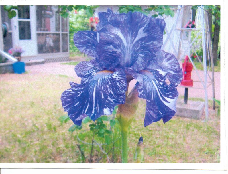 Purple Iris Flower — Blue, Calm, Afternoon