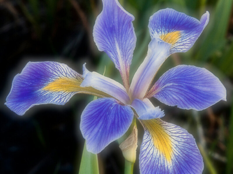 Purple Iris Flower — Blue, Calm, Photograph