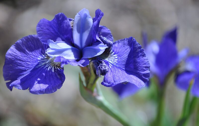 Purple Iris Flower — Blue, Calm