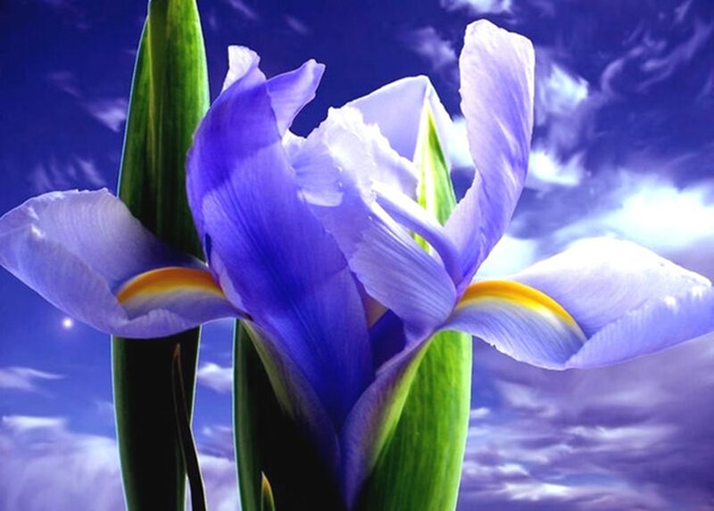 Purple Iris Flower — Blue, Dramatic, Night, Digital Art