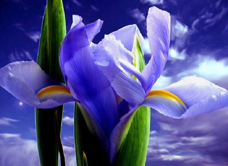 Purple Iris Flower — Blue, Dramatic, Night