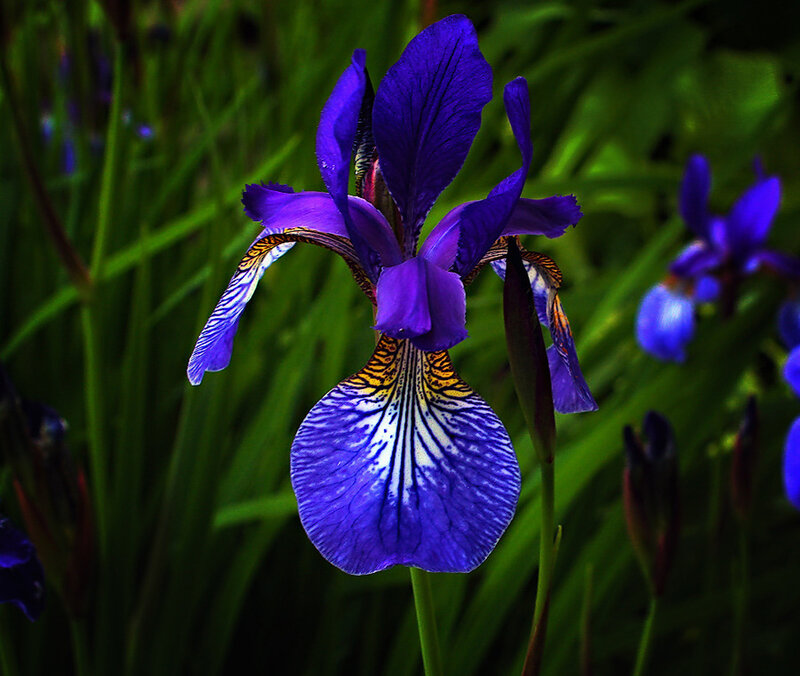 Purple Iris Flower — Blue, Dramatic, Photograph, Green Leaves